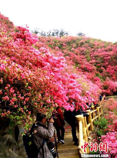 武汉木兰云雾山雨后杜鹃花更红