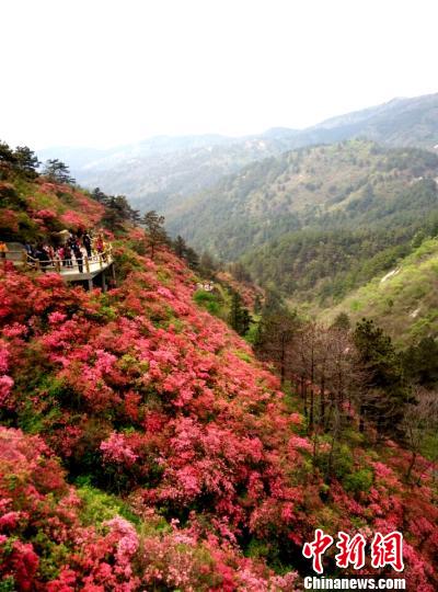 武汉木兰云雾山雨后杜鹃花更红