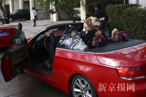 中国首届宠物集体婚礼亮相北京 吸引了200多名喜爱宠物人士前来见证