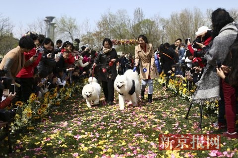 中国首届宠物集体婚礼亮相北京 吸引了200多名喜爱宠物人士前来见证