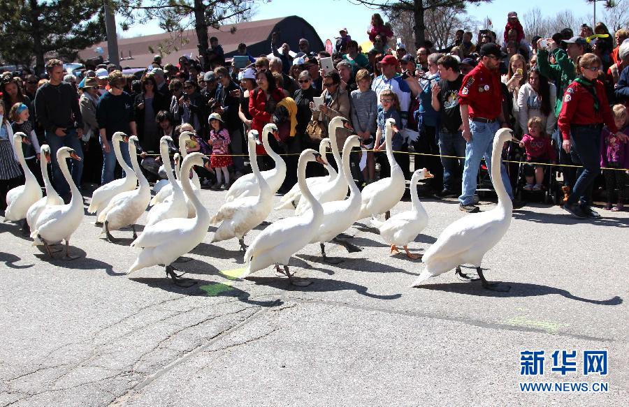 加拿大小镇举行传统活动——天鹅报春游行 