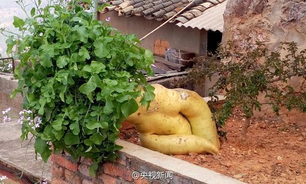 成精了！云南村民种出1.2米巨型萝卜 网友称其要成“精”