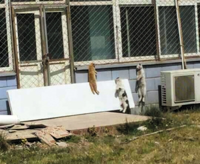 药厂窗外悬挂多只死猫 称吊晒系医药研究流程